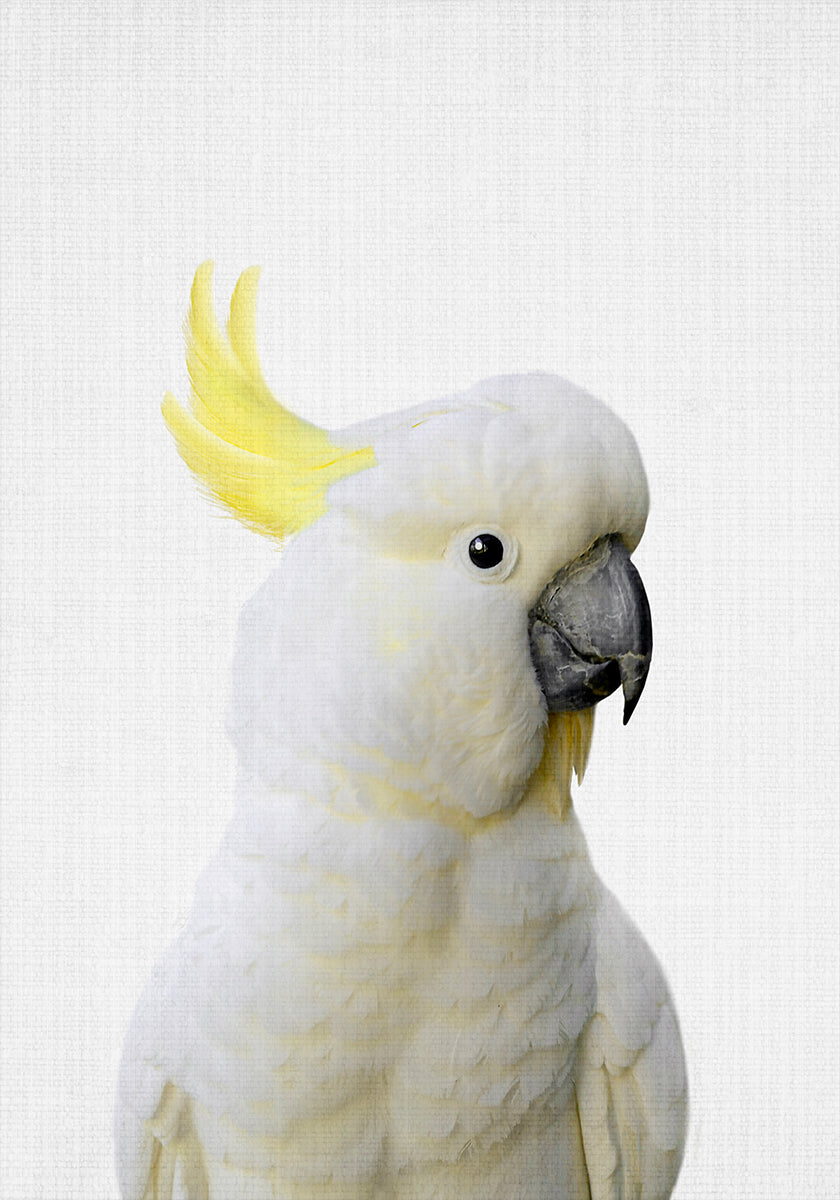 Peekaboo Cockatoo -juliste
