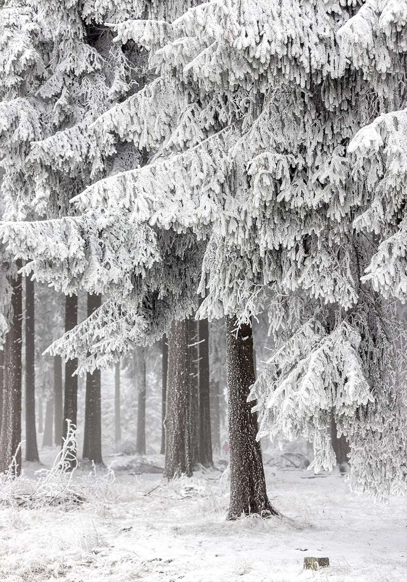 Talvimetsä 2
