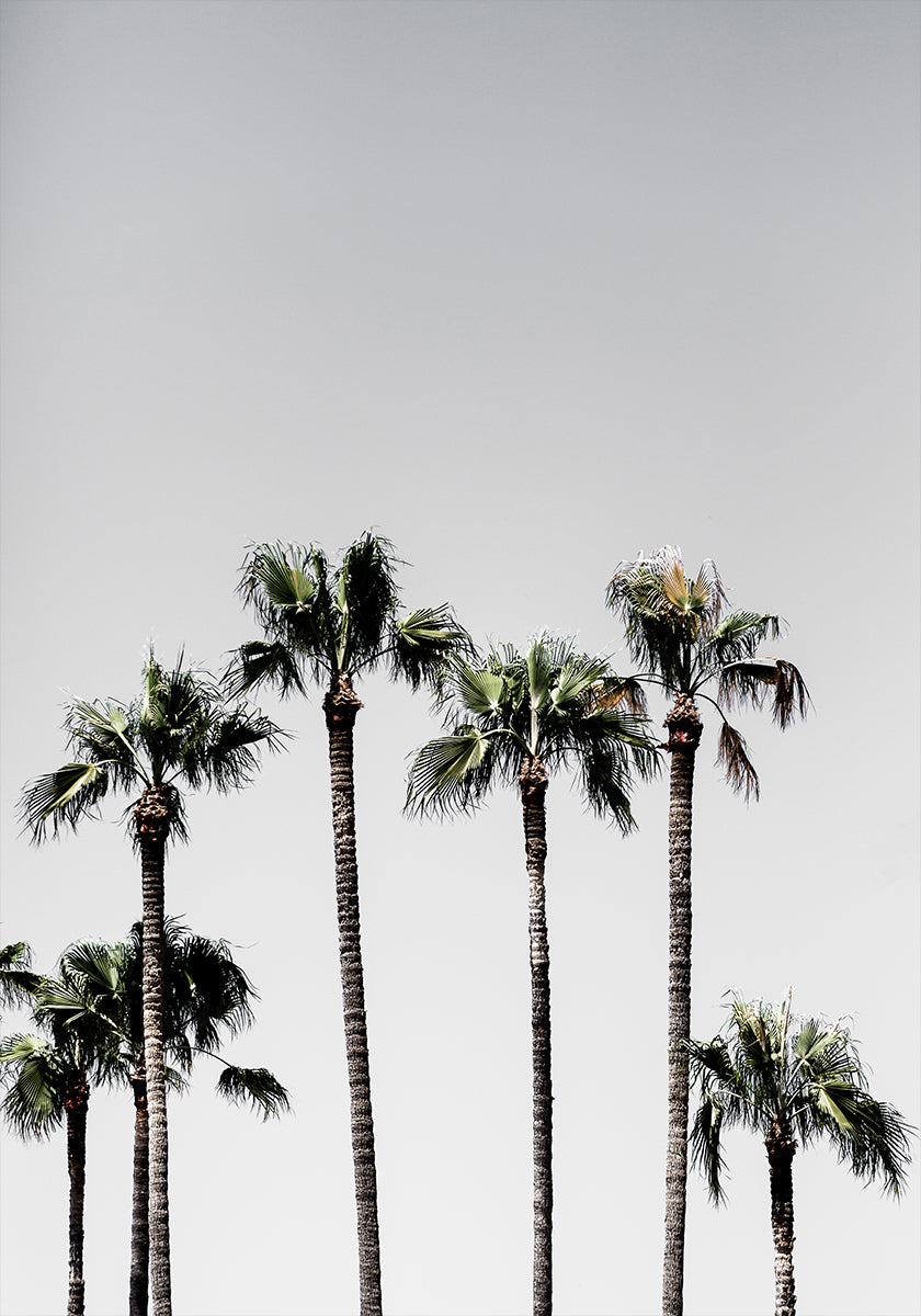 Palm Trees 5 -juliste