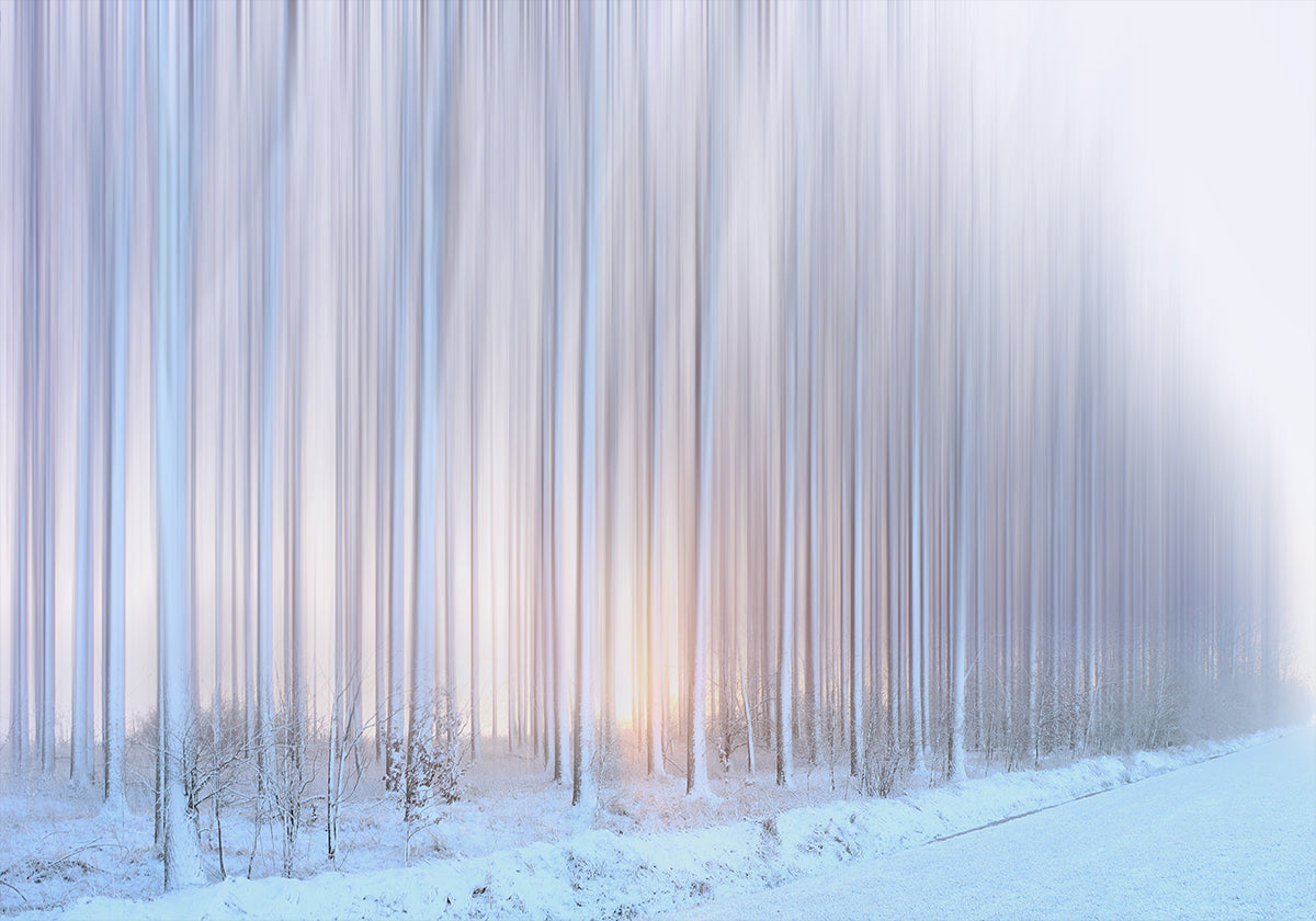 puiden verho Juliste