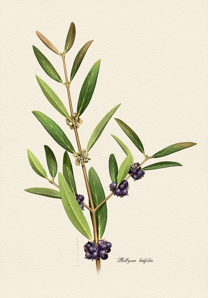 Kasvitiede Phillyrea Latifolia -juliste