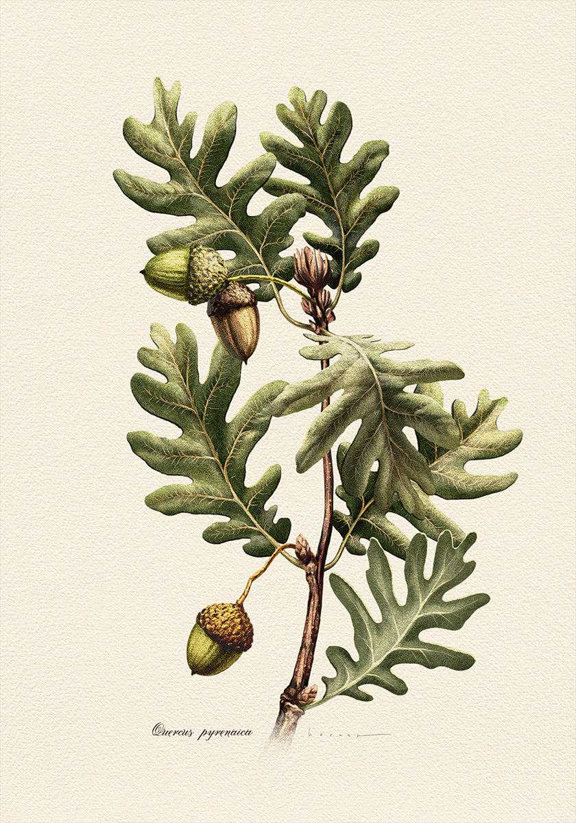 Kasvitiede Quercus Pyrenaica -juliste