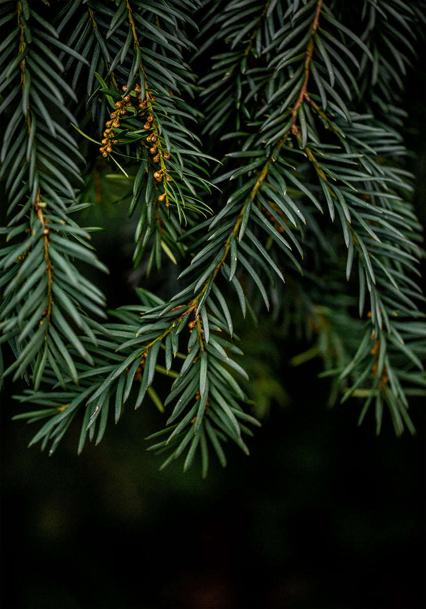 Winter Branches 7 -juliste