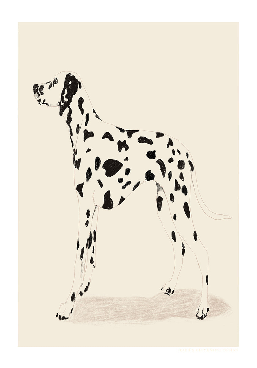 Pandc Dalmation -juliste