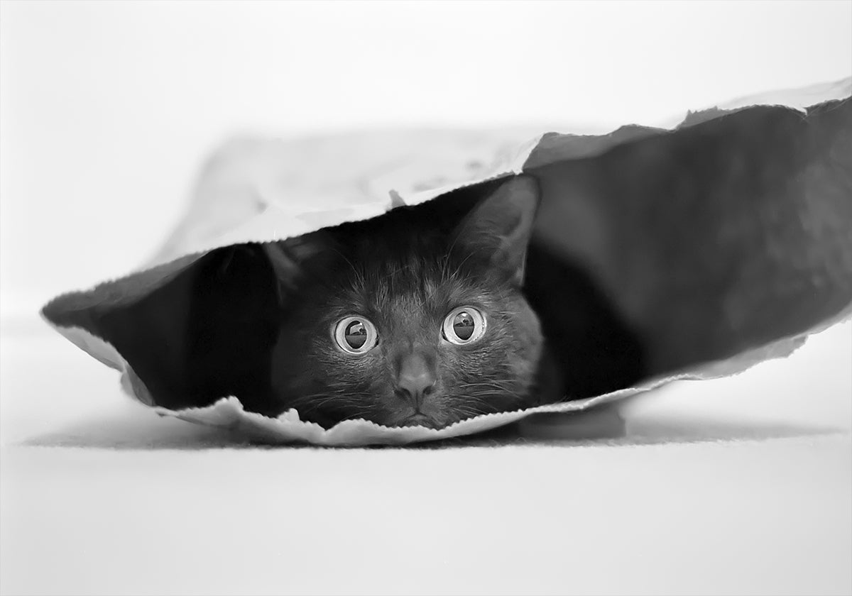 Kissa pussissa Juliste