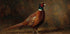 Pheasant Poster - Posterbox