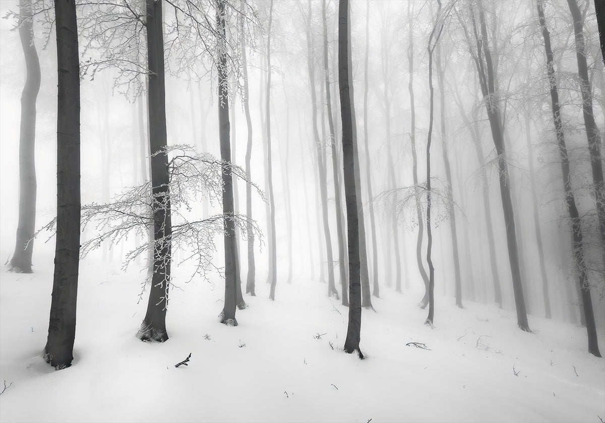 Metsän hiljaisuus Juliste