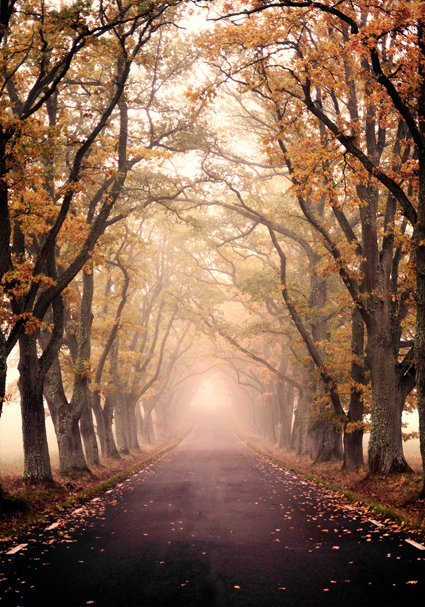 Autumn Avenue -juliste