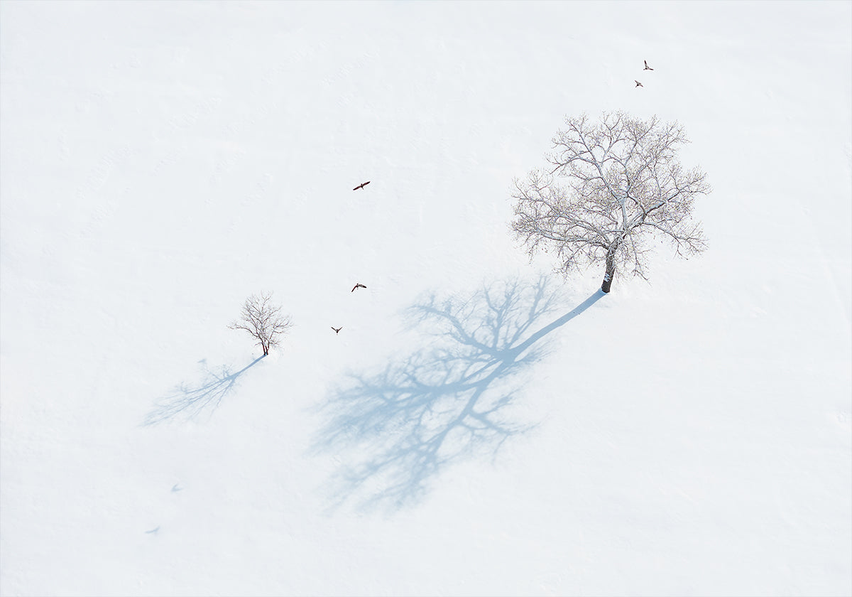 Puiden ja lintujen varjot -juliste