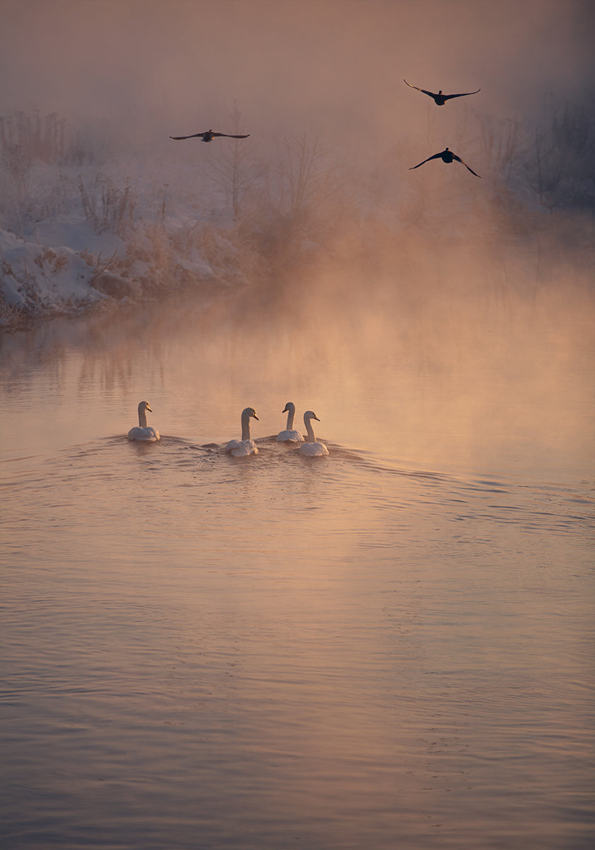 Missä sumu ei päässyt julisteeseen