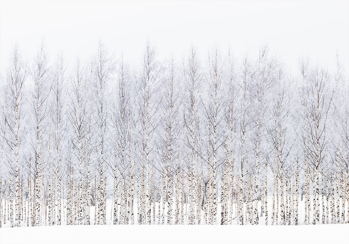 Winter birches Plakat