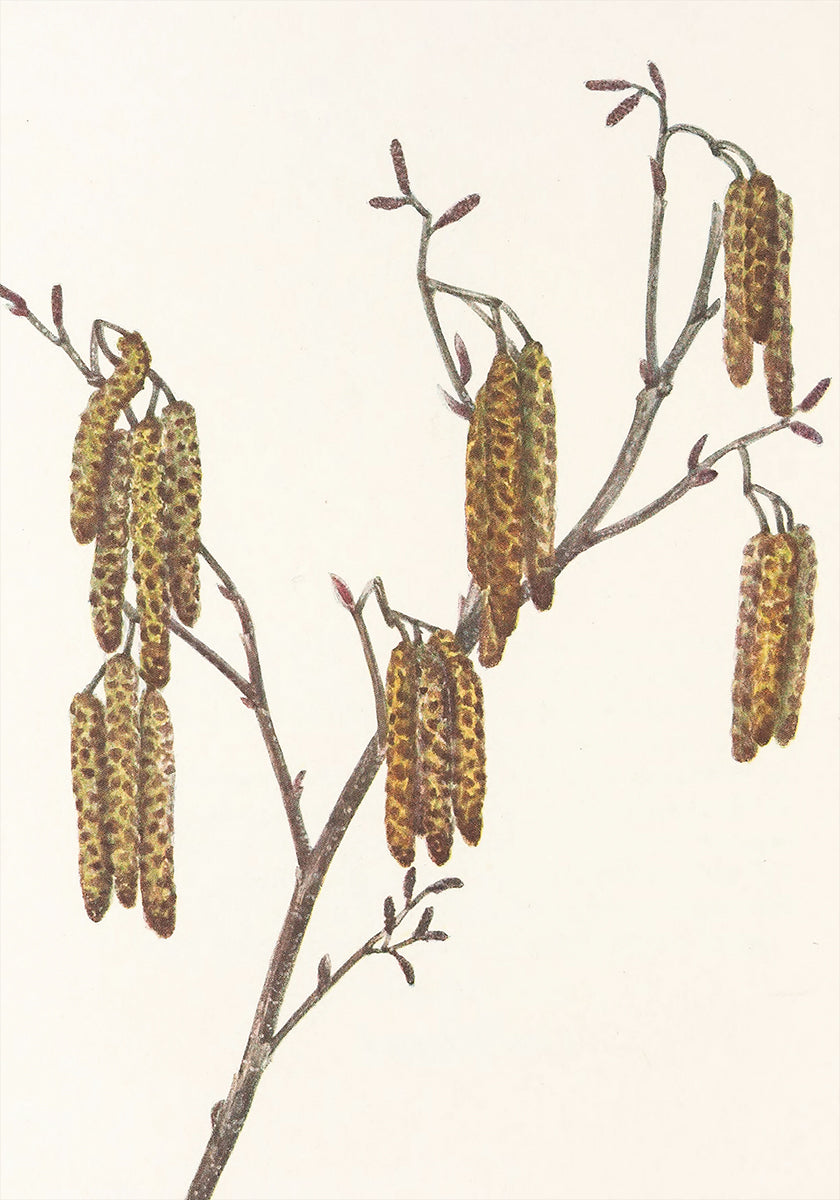 Hazel Alder (alnus Regosa) North American Wildflowersista (1925), kirjoittanut Mary Vaux Walcott. juliste