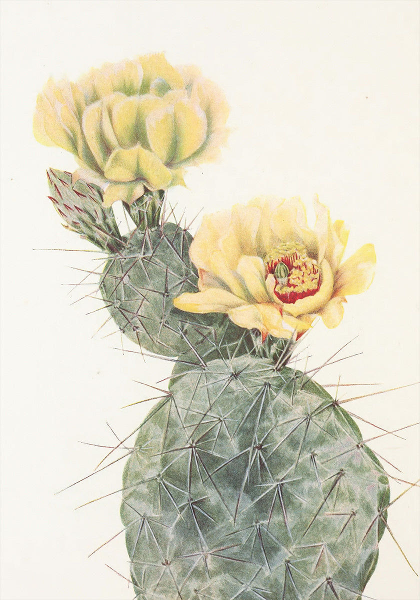Missouri prickly Pear North American Wildflowersista (1925), kirjoittanut Mary Vaux Walcott. juliste