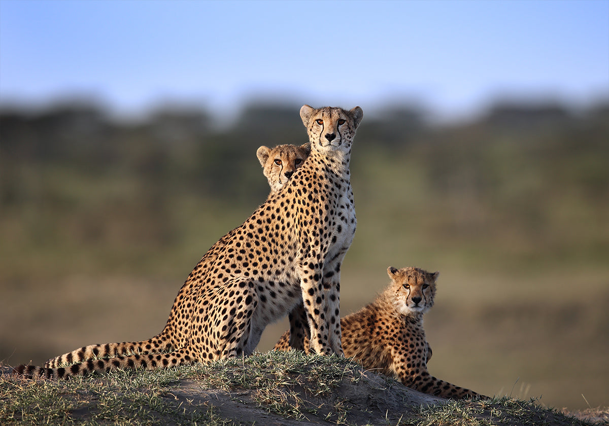 Cheetahs Family -juliste