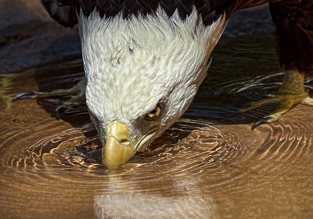 Viileä juoma kuuman päivän julisteessa
