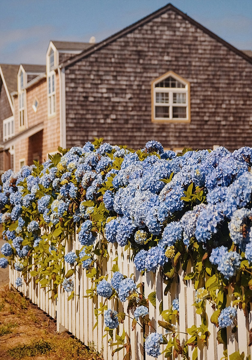 Cannon Beach Hydrangeas (NEW) - Posterbox