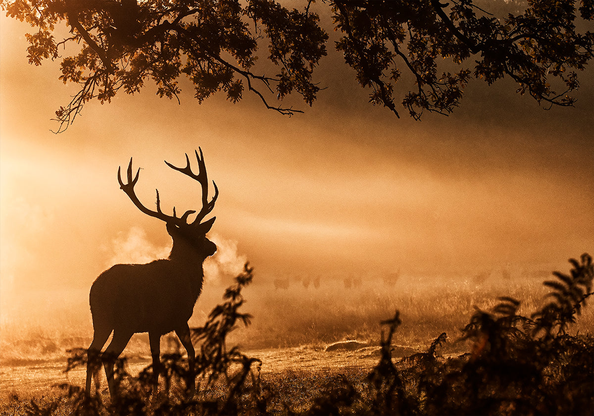 Red Deer Stag in the Mist -juliste