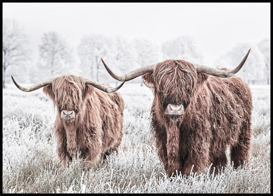 Scottish Cattle Plakat - Posterbox.no