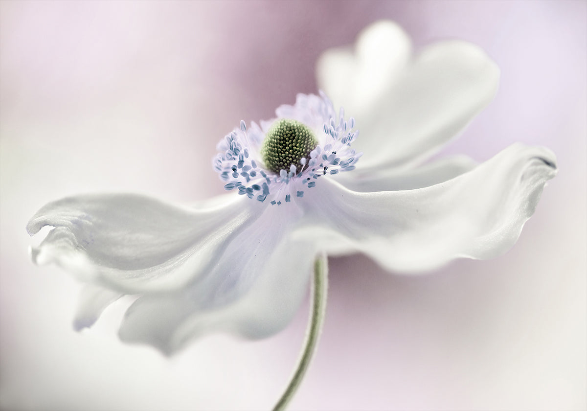 Anemone Breeze -juliste
