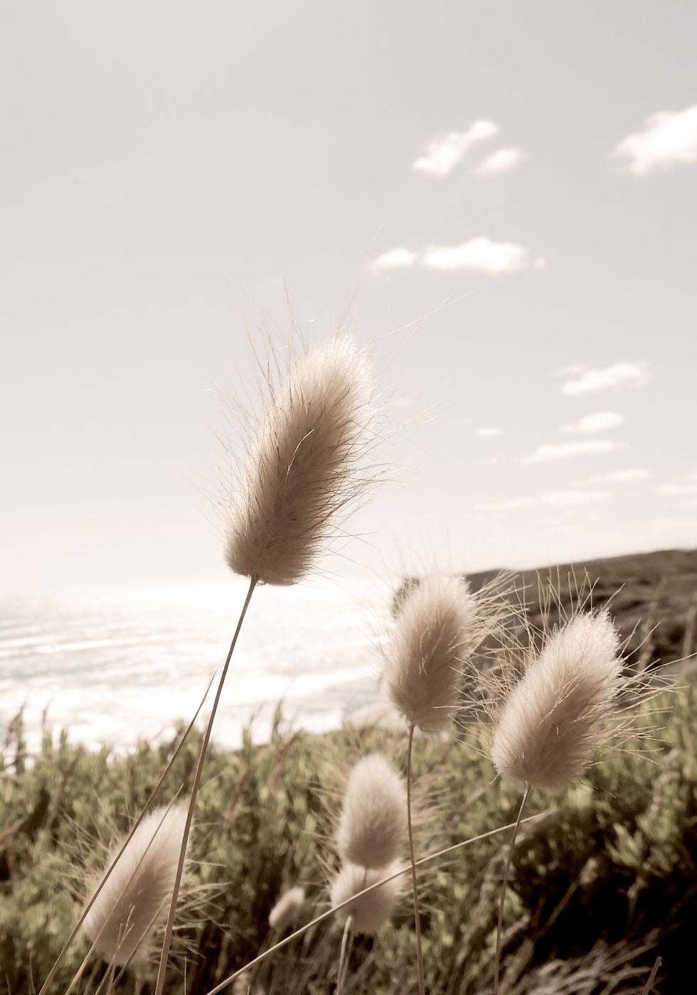 Soft Grass on Mountain Plakat - Posterbox.no