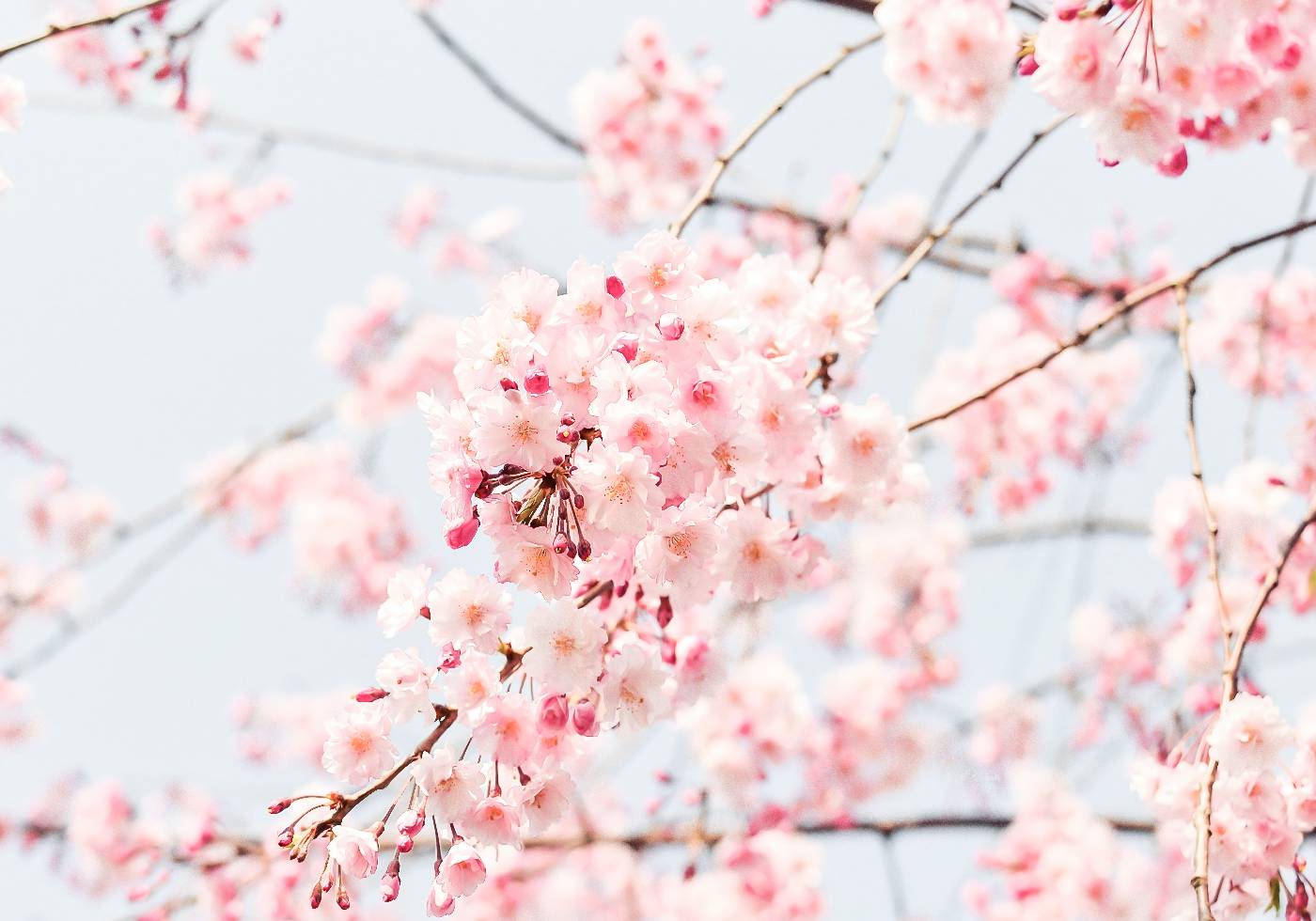 Cherry Blossom Plakat - Posterbox.no