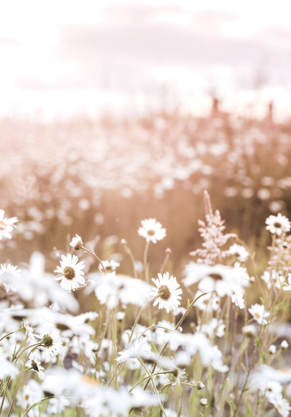 Field of Daisies Plakat - Posterbox.no