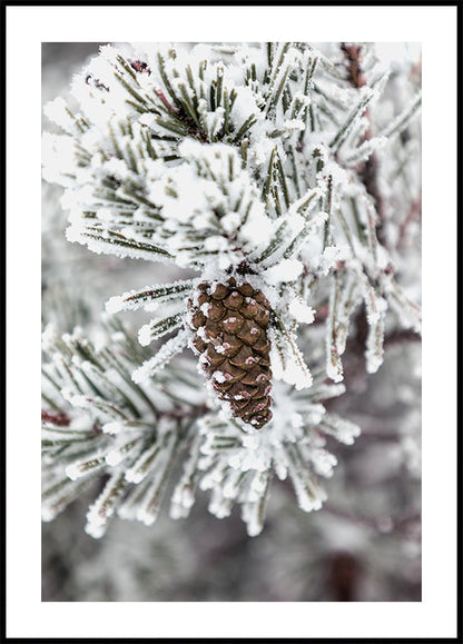 a close up of a pine tree with snow on it