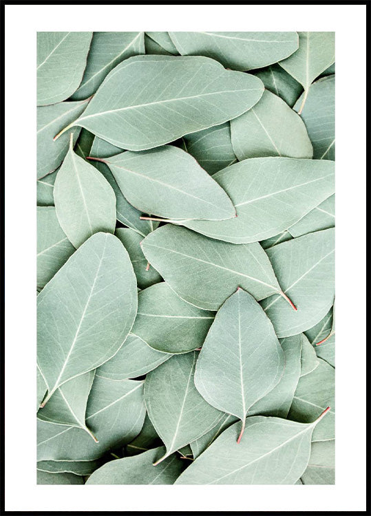 Eucalyptus Leaves Plakat - Posterbox.no