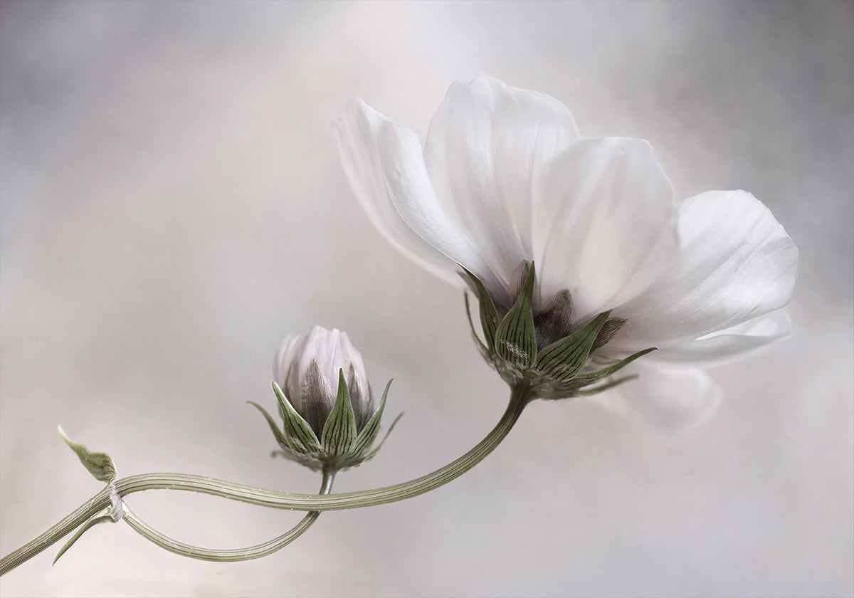 Yksinkertaisesti Cosmos