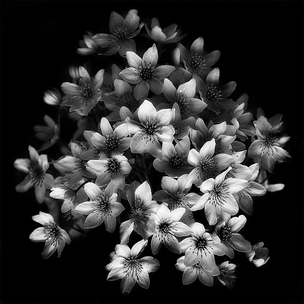 Early Sensation -juliste