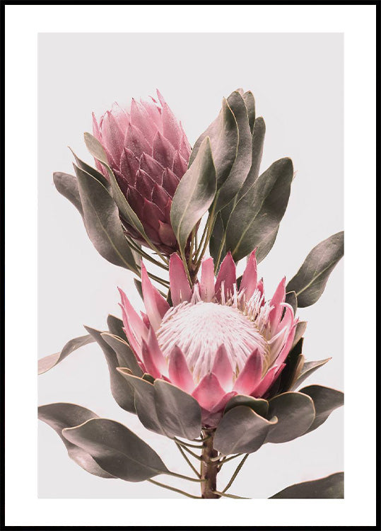 Protea Flowers Plakat - Posterbox.no