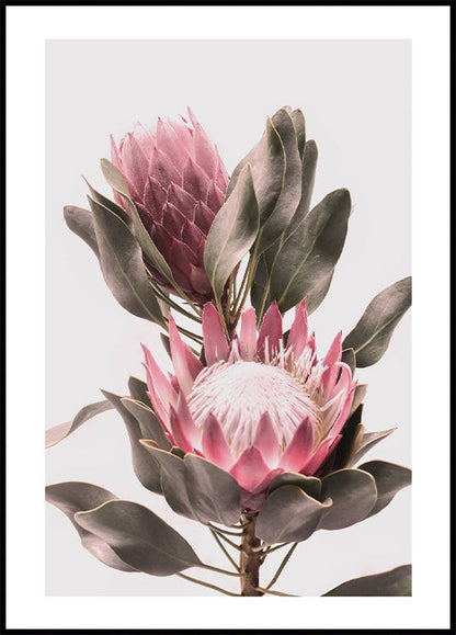 Protea Flowers Plakat - Posterbox.no