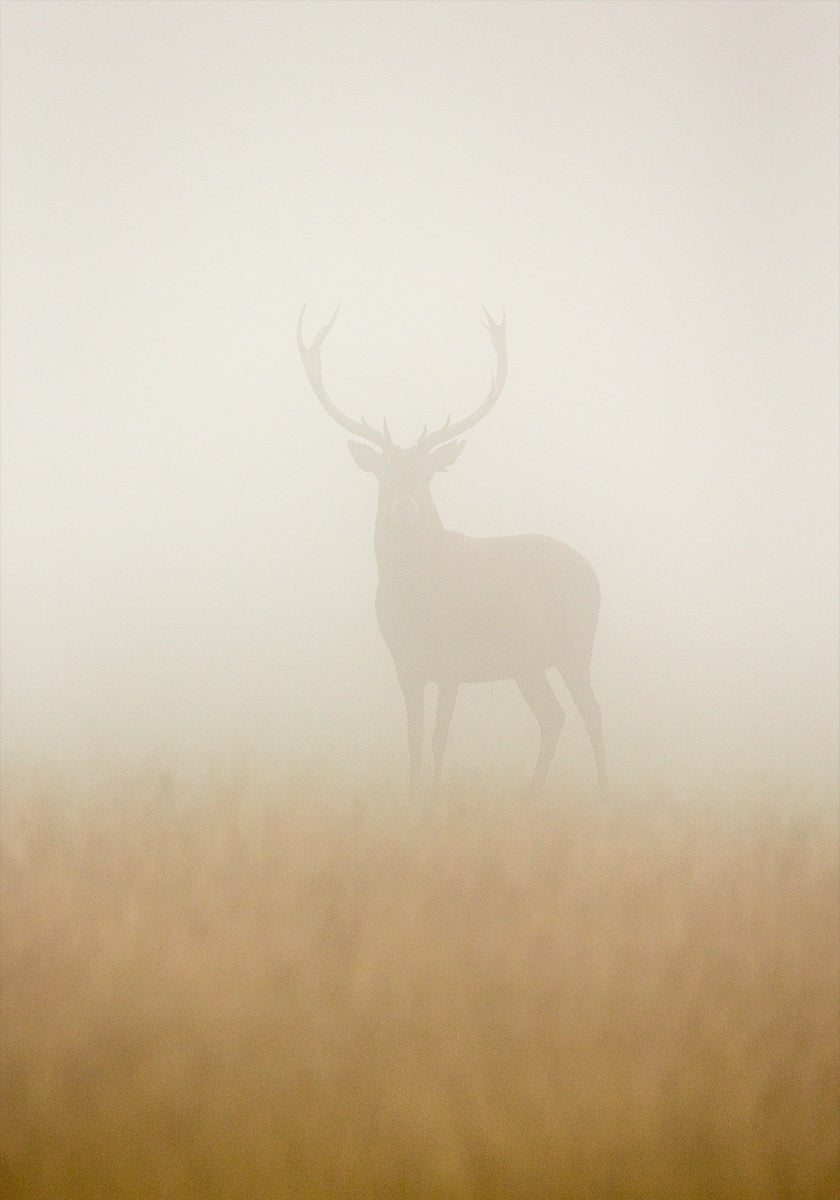Ghost Stag -juliste