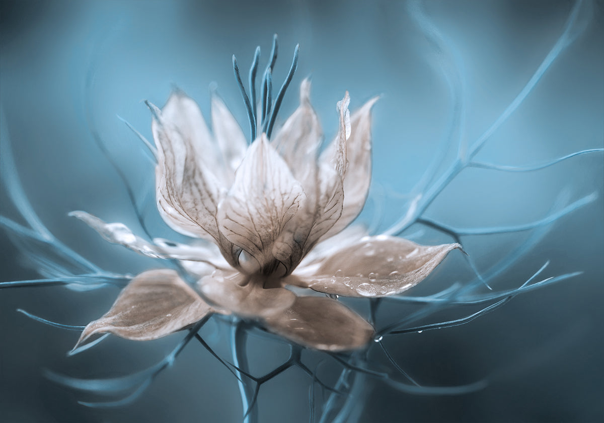 *Nigella* Juliste
