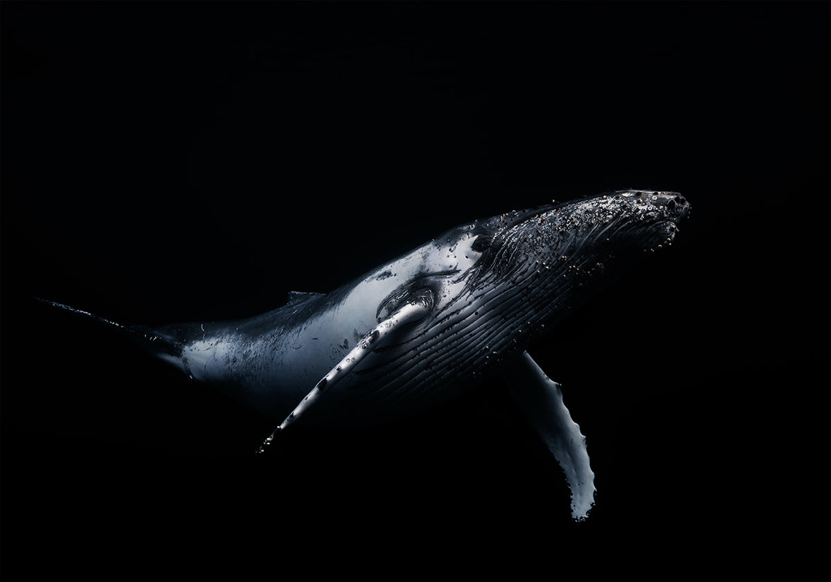Black & Whale -juliste