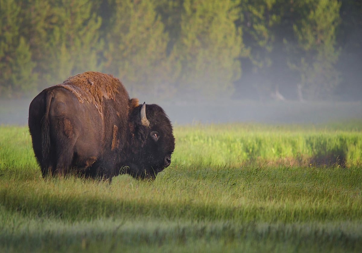 Bison in Morning Light -juliste