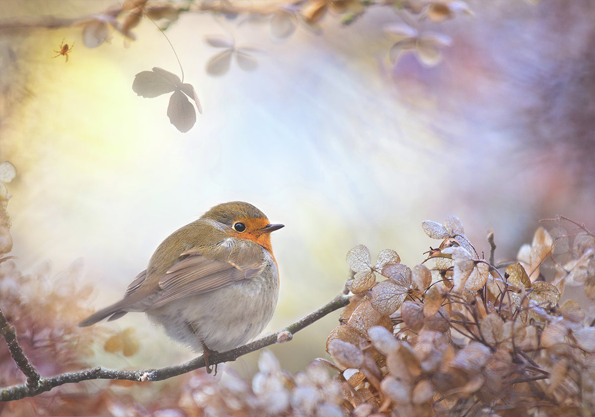 Robin unelmissa