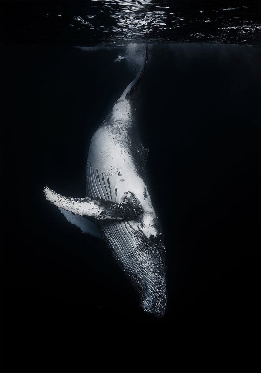 Black Whale -juliste