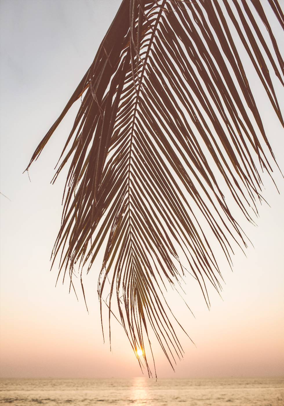 Sunset Palm Leaf Plakat - Posterbox.no