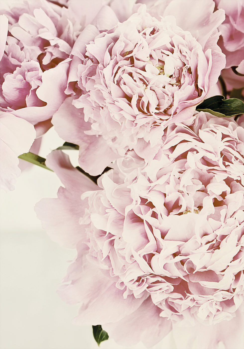 a close up of a bunch of pink flowers