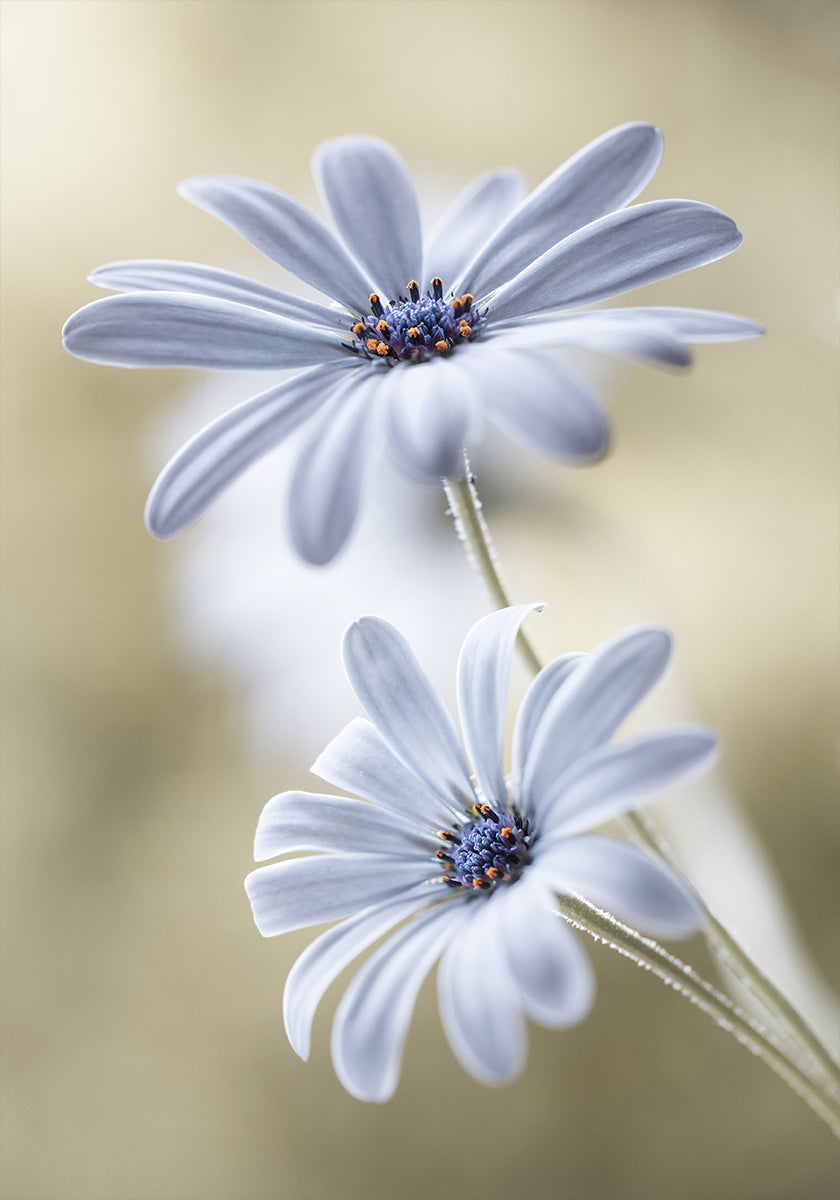 Cape daisies -juliste