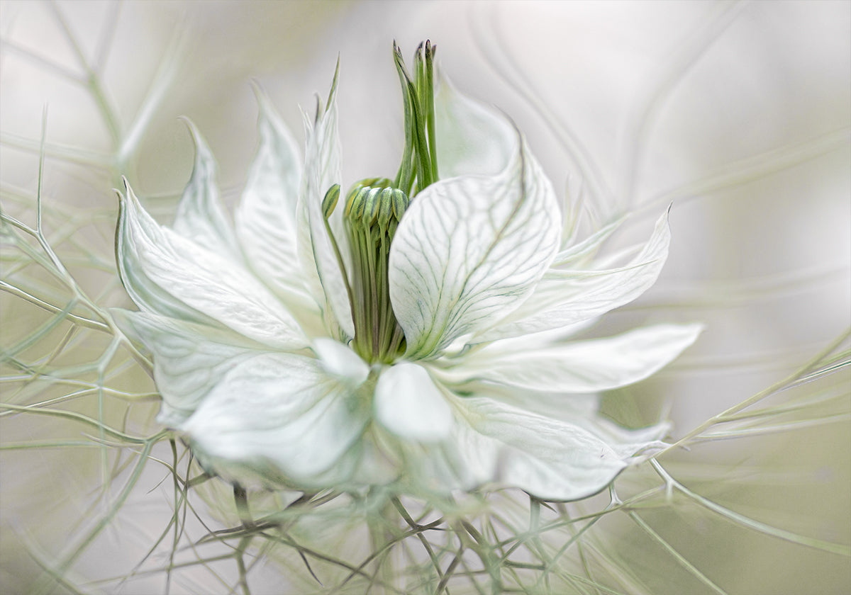 Nigella juliste
