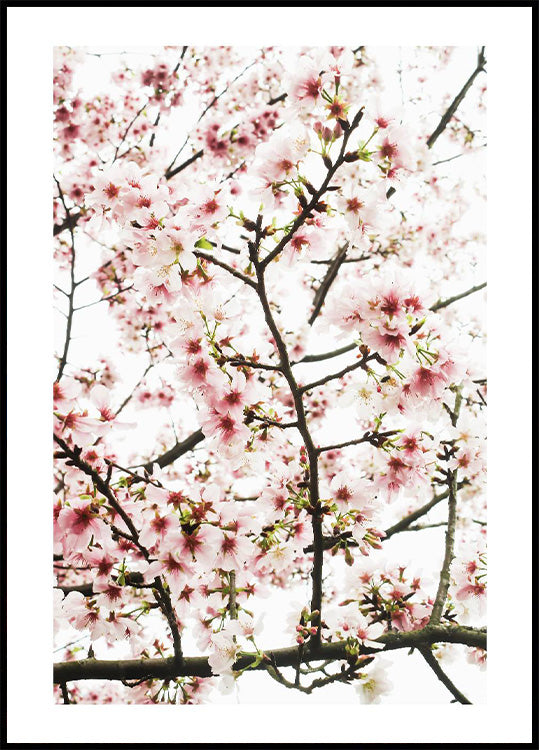 Cherry Branches Sakura Plakat - Posterbox.no