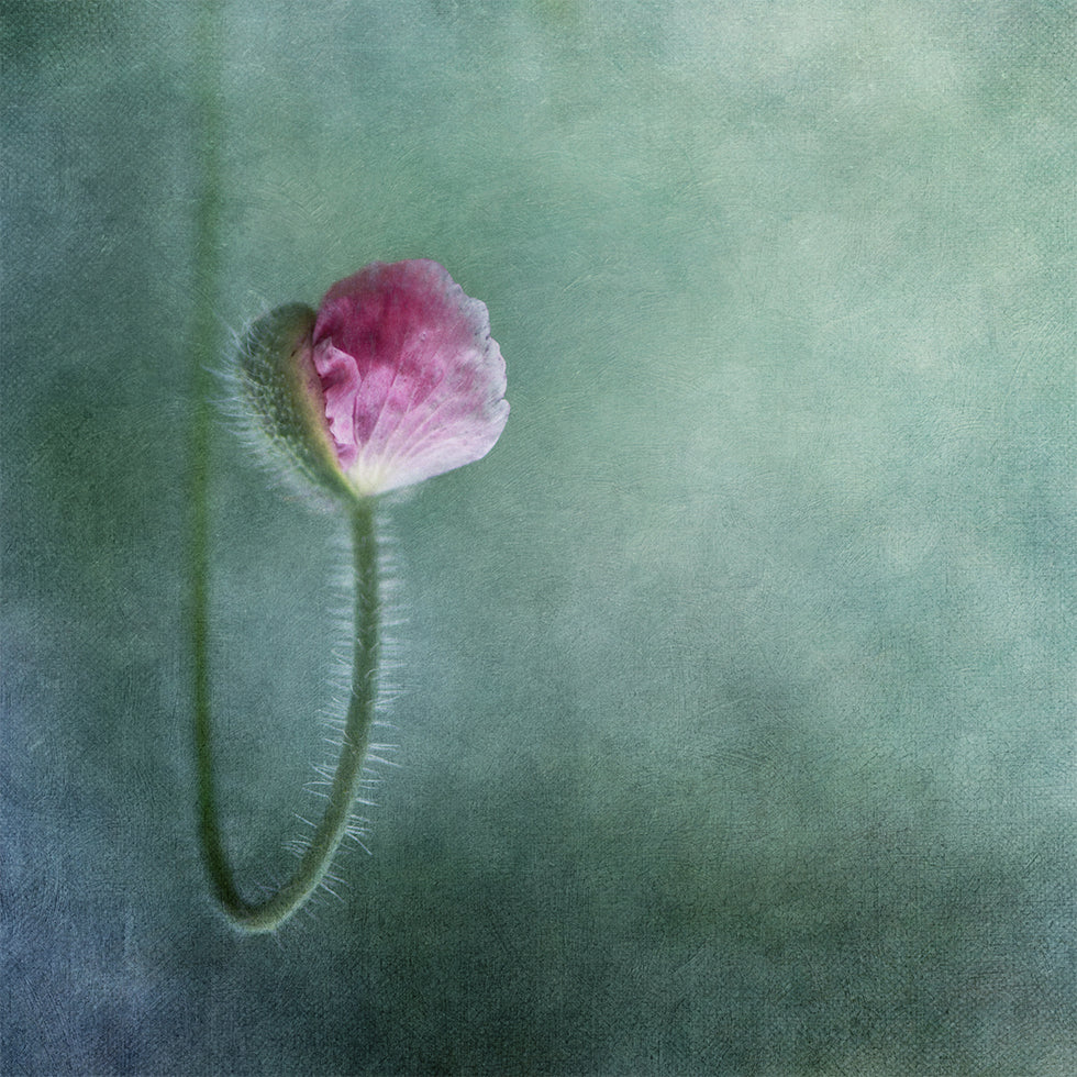 Luota juliste