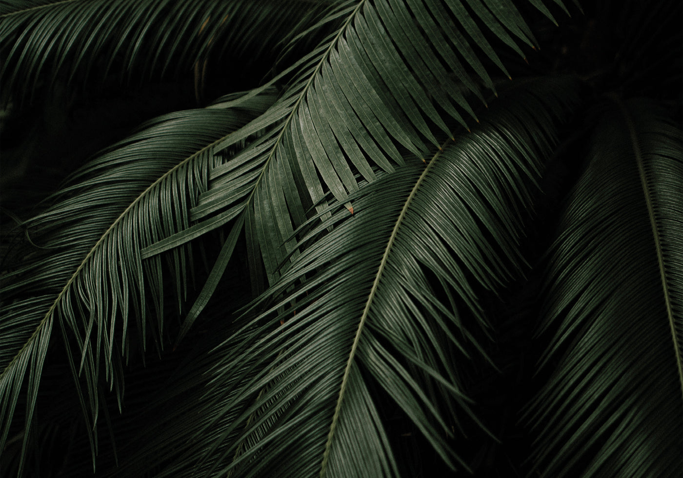 a close up of a green plant with leaves