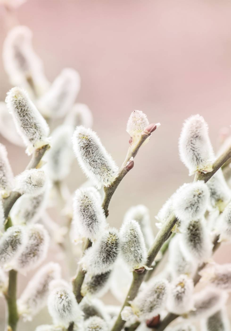 Willow Branches Plakat - Posterbox.no