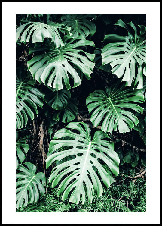 Green Monstera Leaves Plakat - Posterbox.no