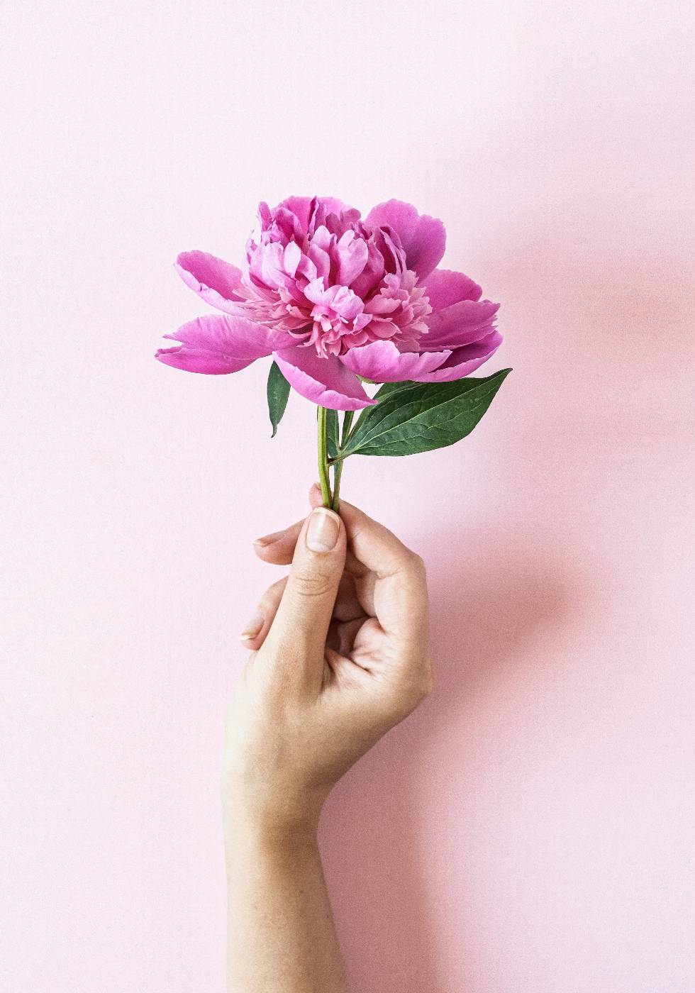 Holding Pink Peony Flower Plakat - Posterbox.no