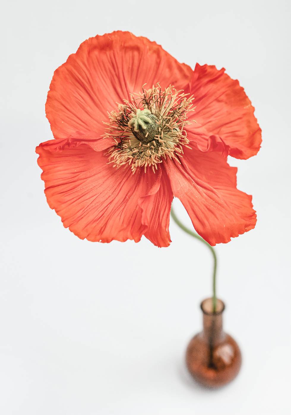 Poppy Flower in Vase Plakat - Posterbox.no