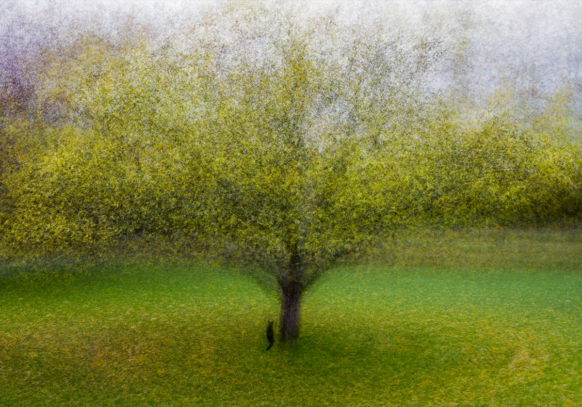 Kissa puun vieressä